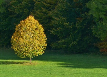 Sinnes-Wanderung im stimmungsvollen Herbst am 31. Oktober